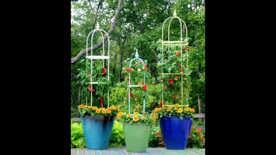 100 Amazing Tomatoes gardening ideas /Pruning tomatoes garden #gardening#viral#trending#tomato# now