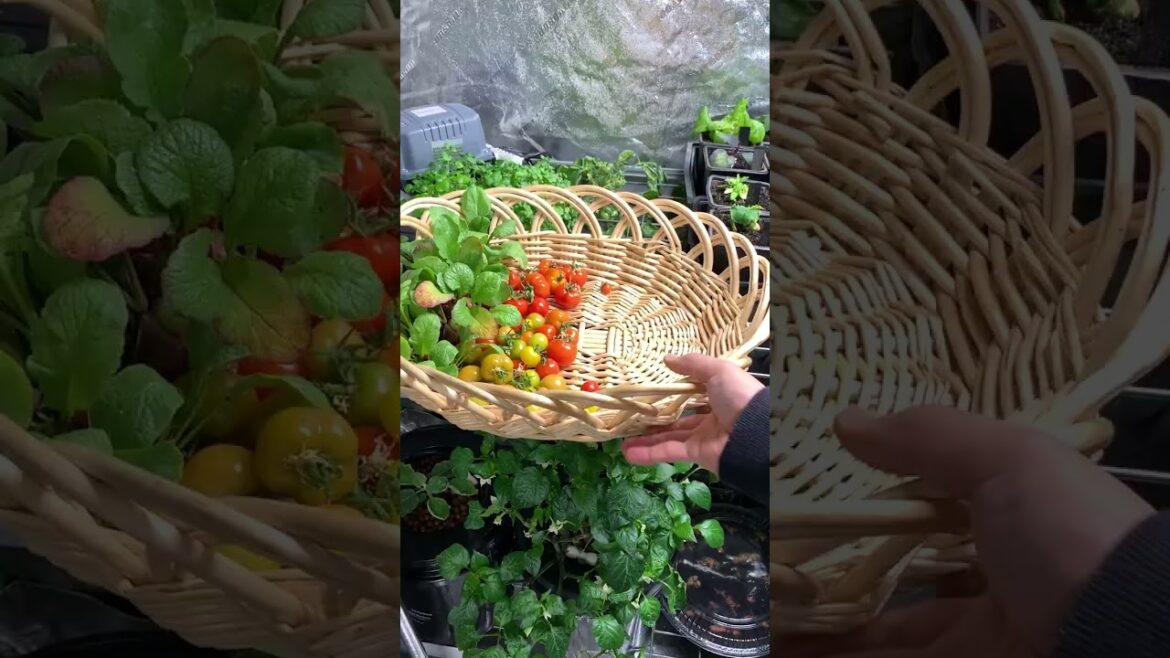 GROW OVER 100 VEGETABLE PLANTS IN AN 8X8 GROW TENT DURING WINTER