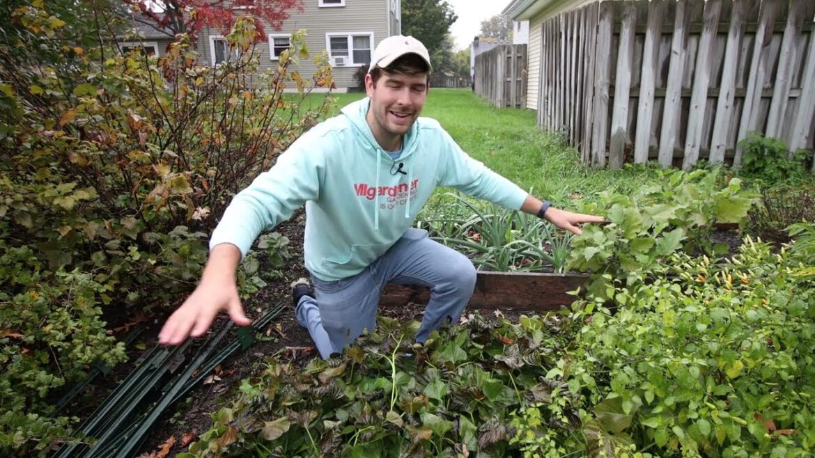 What an INSANE(ly small) Sweet Potato Harvest!