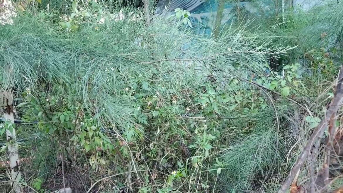 Maximizing Small Spaces , Container Gardening