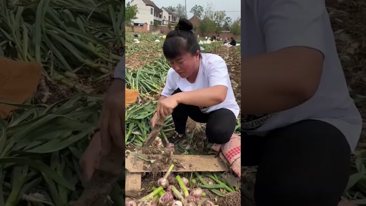 Amazing Garlic Cutting Skills 😎#shorts #ytshorts #shortsviral #viral #video #viralvideo #viralshorts