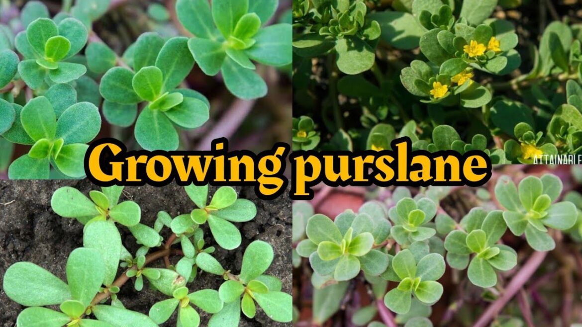 Yes you can eat this common weed - purslane | purslane in our vegetables garden