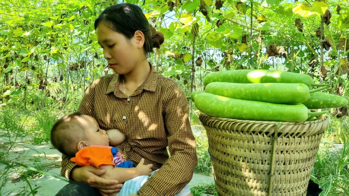 Single mother: Harvesting gourds to sell at the market, vegetable gardening _ Daily life Single mother: Harvesting gourds to sell at the market, vegetable gardening _ Daily life