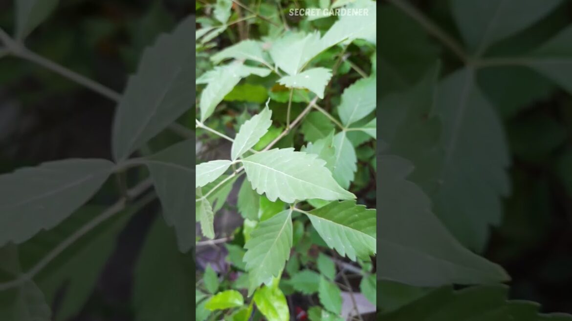 நொச்சி மரம் #plants #tips #garden #growth #grow #yt #youtube #viral #video #trending #tamil #shorts நொச்சி மரம் #plants #tips #garden #growth #grow #yt #youtube #viral #video #trending #tamil #shorts