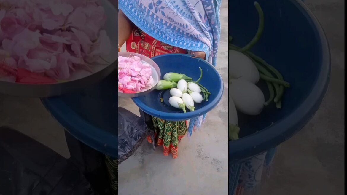 Harvesting Vegetables #shorts #shot #terrace #gardening Harvesting Vegetables #shorts #shot #terrace #gardening