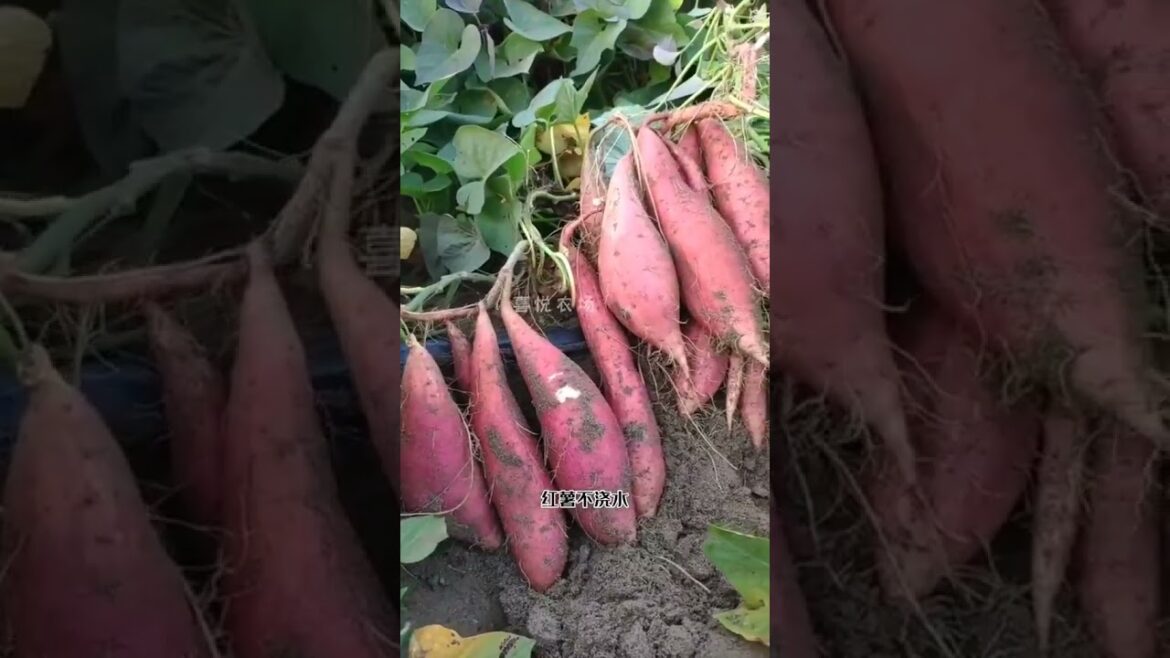 Beautiful Nature Garden Plan Natural life Style Beautiful landscapes Beautiful Nature Garden Plan Natural life Style Beautiful landscapes