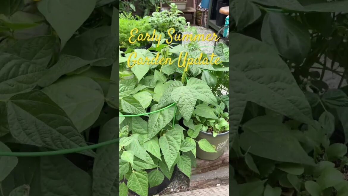 Early Summer Garden Update | Container Vegetable Gardening