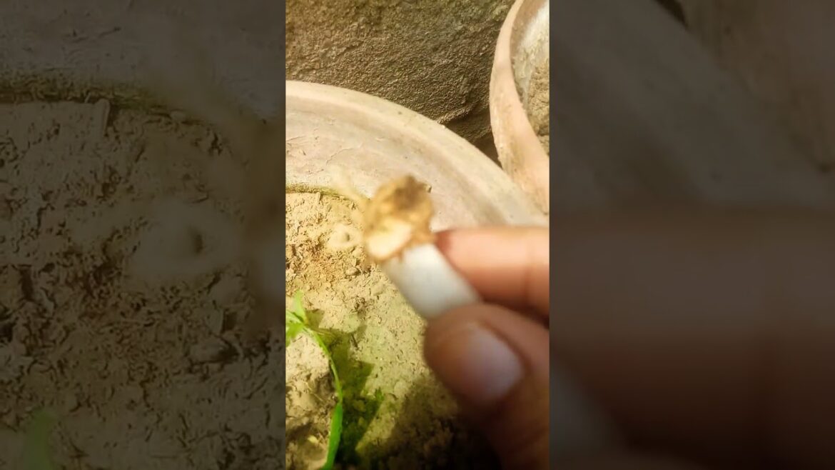 How to grow Onions from Onion #onion #greenonion #homegarden #mk #gardening #ytshort #gardeningtip How to grow Onions from Onion #onion #greenonion #homegarden #mk #gardening #ytshort #gardeningtip