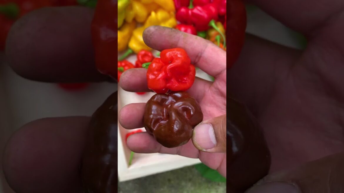 Can you handle extremely hot peppers that burn on both ends of body!? 🥵🔥😂
