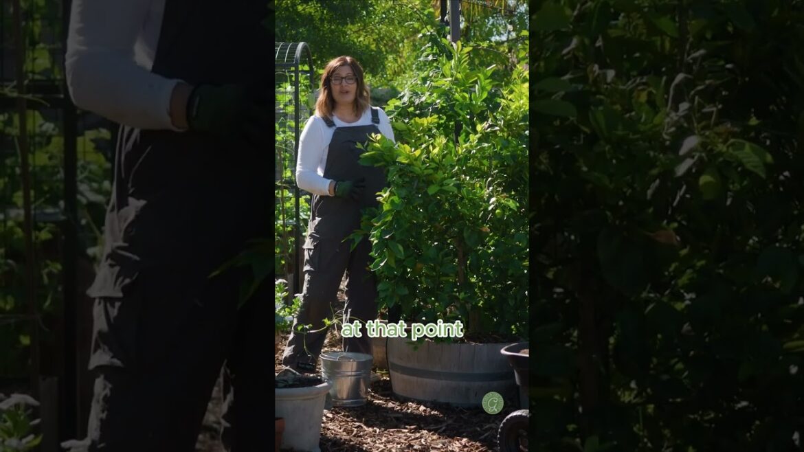 When do you REPOT Citrus in Containers?  #citrus #containergardening  #desertgardening