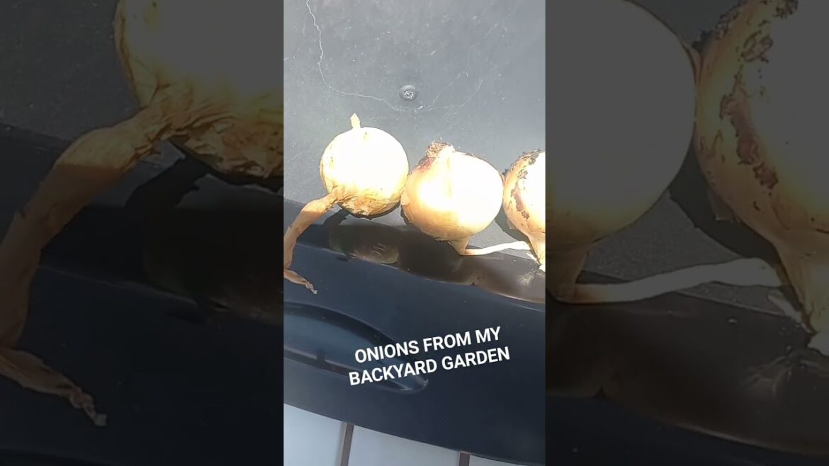 Backyard  Garden 🪴👩🏾‍🌾