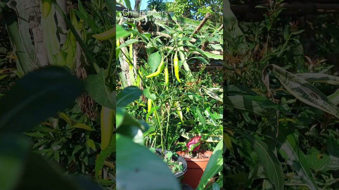 Chili peppers #shorts #chili #chilipeppers #containergardening