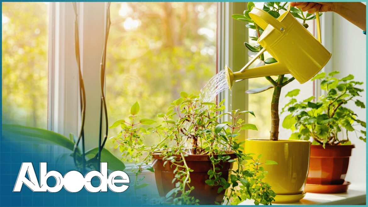 Quick Tips On How To Keep Your Plants Alive When You're Away | Ron Hazelton's House Calls | Abode