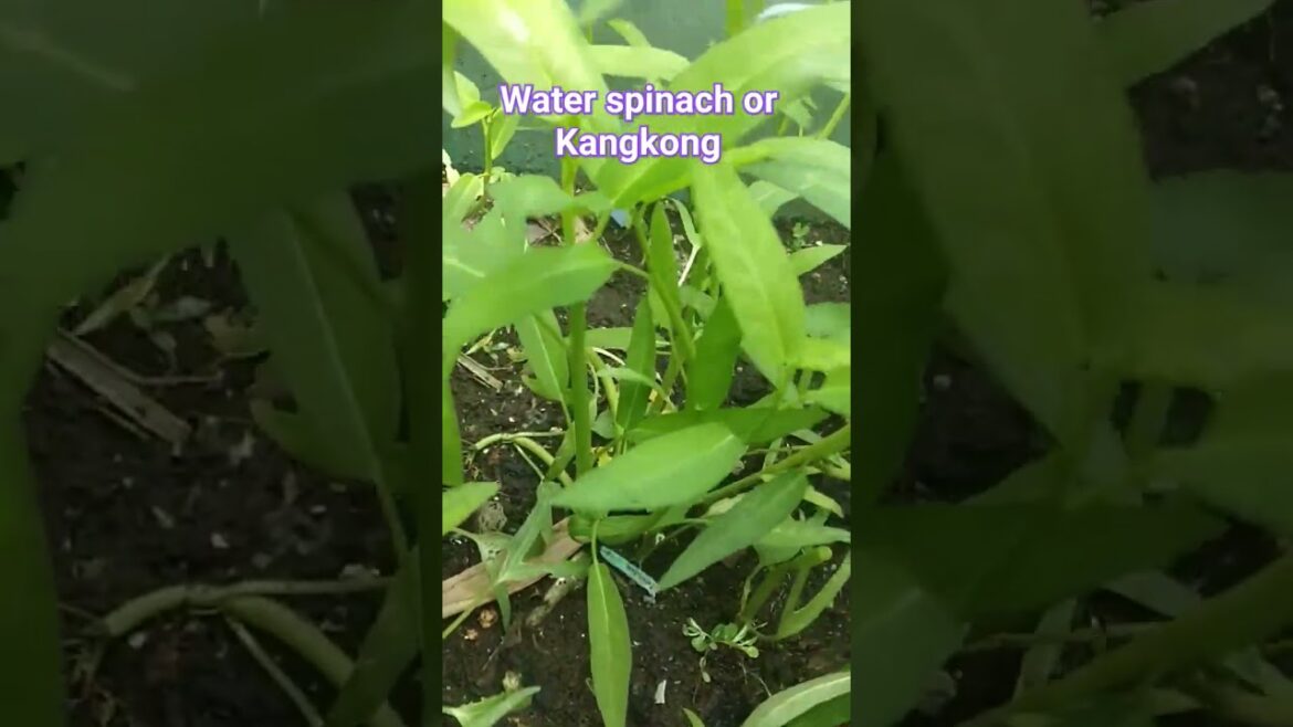 Rooftop Garden , harvest Water Spinach , harvest kangkong , container gardening