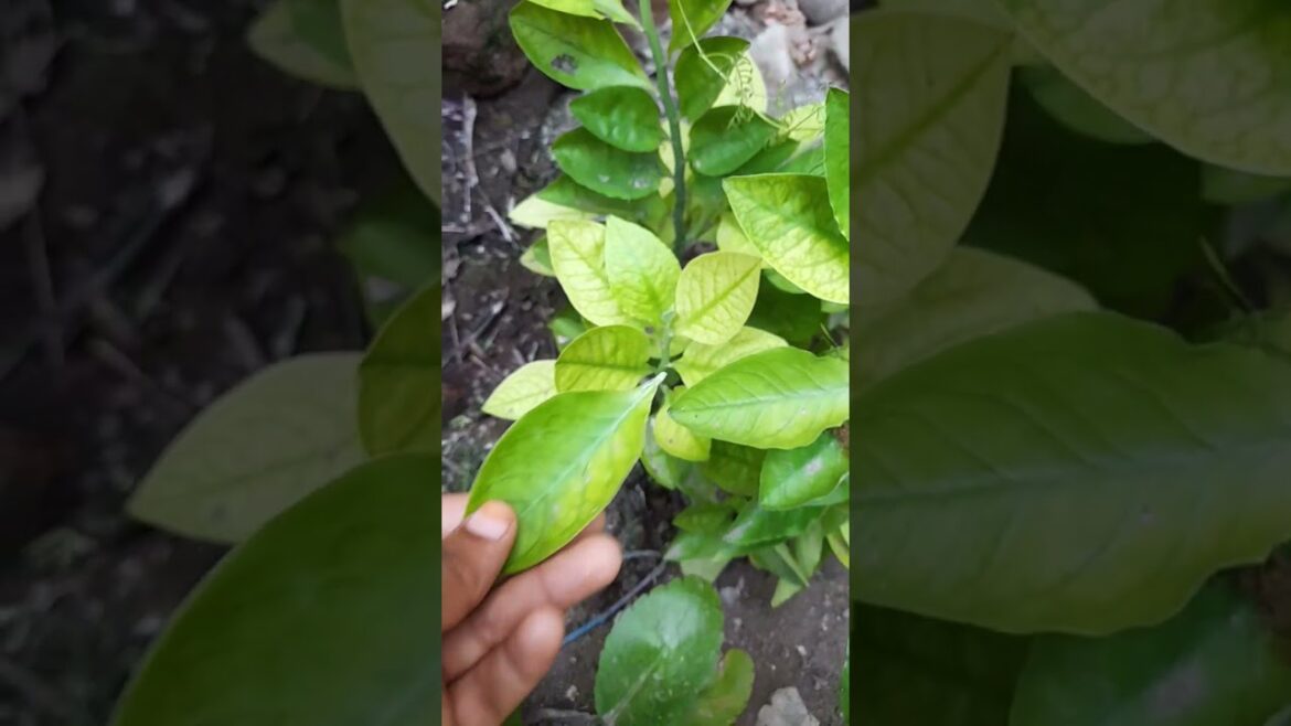 தினம் ஒரு செடி|கண்ணாடி கள்ளி#plants #tips #herbs #youtube #yt #viral #video #trending #tamil #shorts தினம் ஒரு செடி|கண்ணாடி கள்ளி#plants #tips #herbs #youtube #yt #viral #video #trending #tamil #shorts