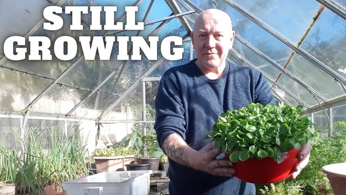Still Growing [Gardening Allotment UK] [Grow Vegetables At Home ]