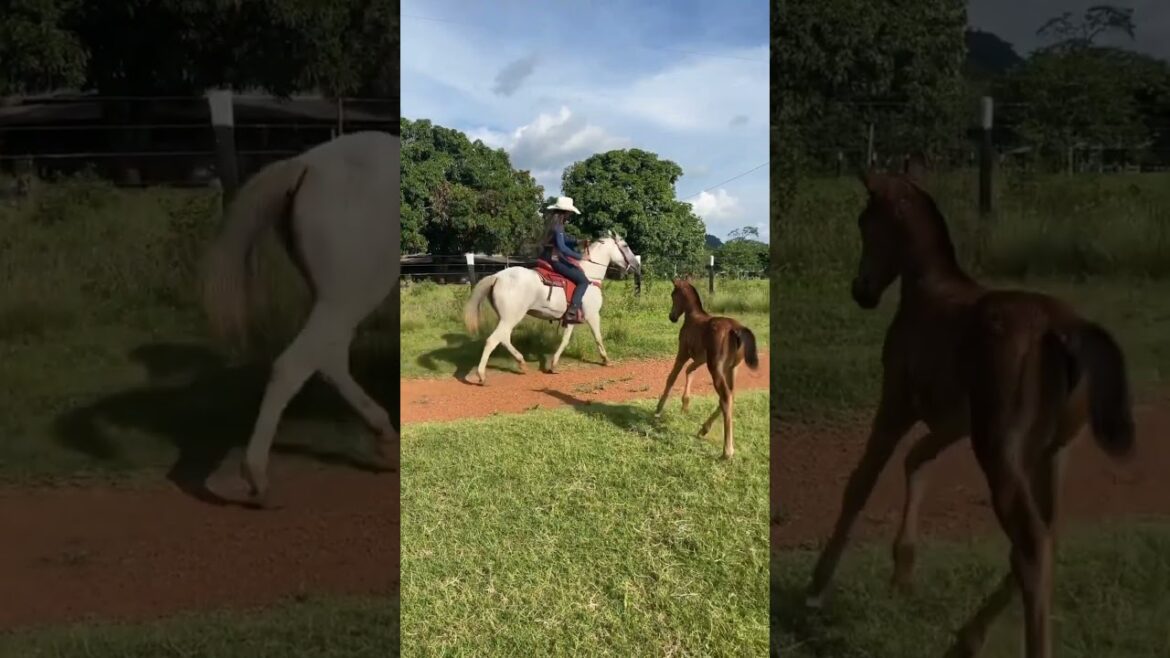 #agriculture #youtubeshorts #farming #noamancreation #farmforsale