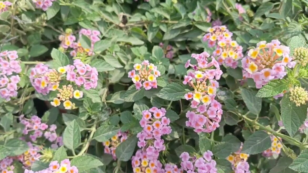 garden decorations creative stunning ideas for your outdoor lawn| Lantana pink, white, yellow flower garden decorations creative stunning ideas for your outdoor lawn| Lantana pink, white, yellow flower