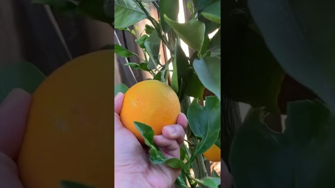 Harvesting broccolini, orange and lettuce for dinner 🌱🍊🥬 #shorts #shortvideo #gardening