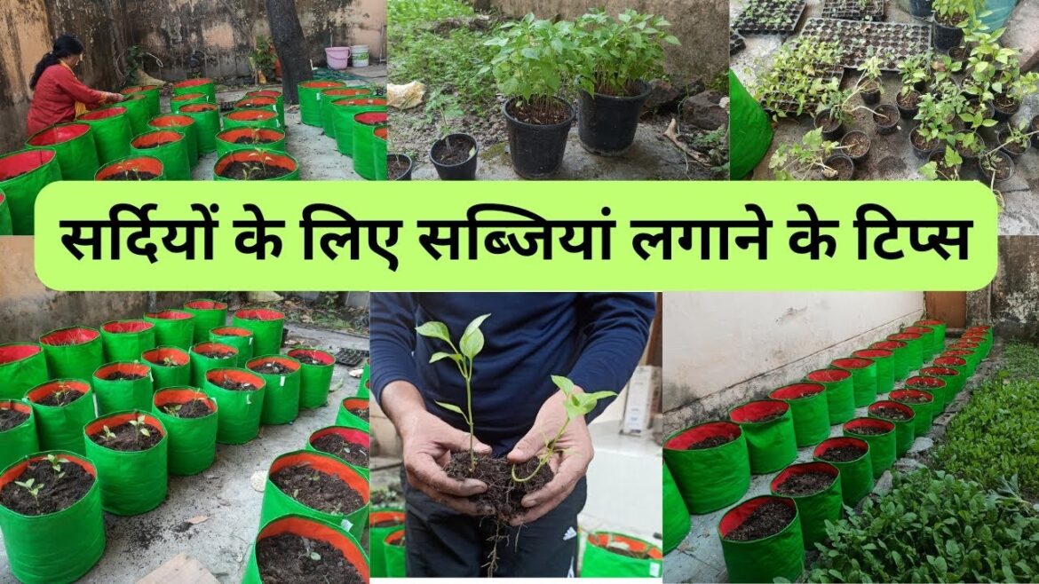 सर्दियों के लिए सब्जियां लगाने के टिप्स, #gardener #garenafreefirehighlights #organicfarming सर्दियों के लिए सब्जियां लगाने के टिप्स, #gardener #garenafreefirehighlights #organicfarming