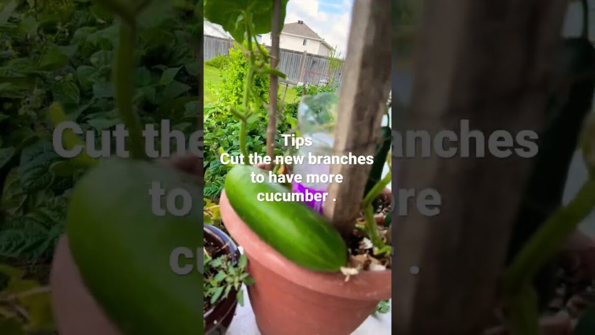 Garden tips -remove the new branches of cucumber plant and have more .
