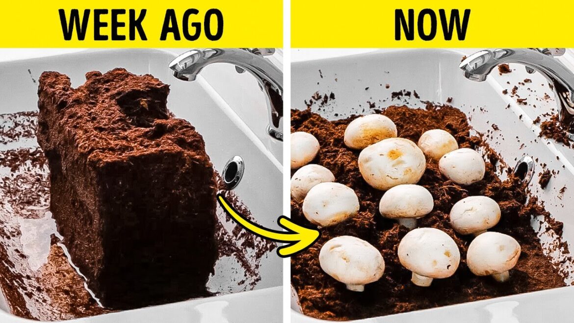 Easy Garden Hacks That Transform Kitchen Waste into Green Paradise