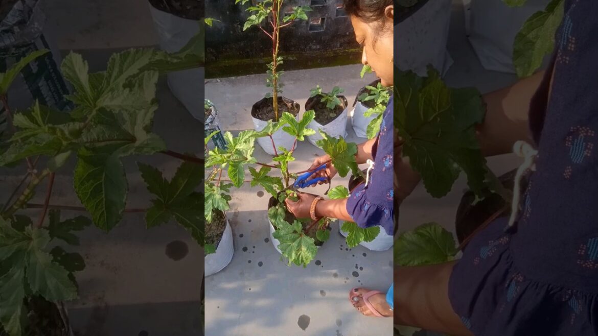 Harvest Vegetables #shorts #youtubeshorts #terrace #gardening Harvest Vegetables #shorts #youtubeshorts #terrace #gardening