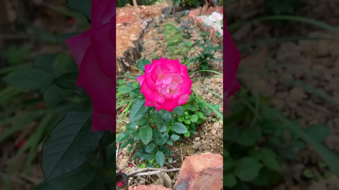 Achieve inner peace and stress relief with these flower gardening tips at home Ep 48