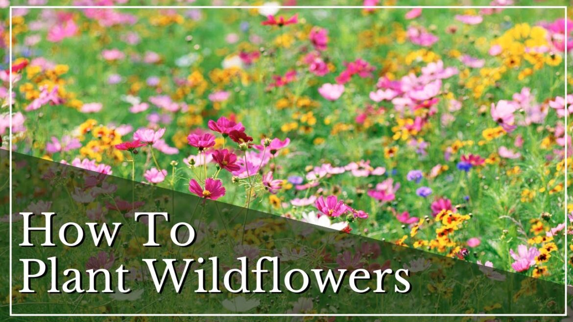 How To Plant Wildflowers | Colorado Wildflowers | How To Sow Wildflower Seeds | Wildflower Meadow How To Plant Wildflowers | Colorado Wildflowers | How To Sow Wildflower Seeds | Wildflower Meadow