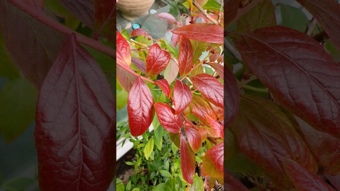 Beautiful Blushing Blueberry Bushes