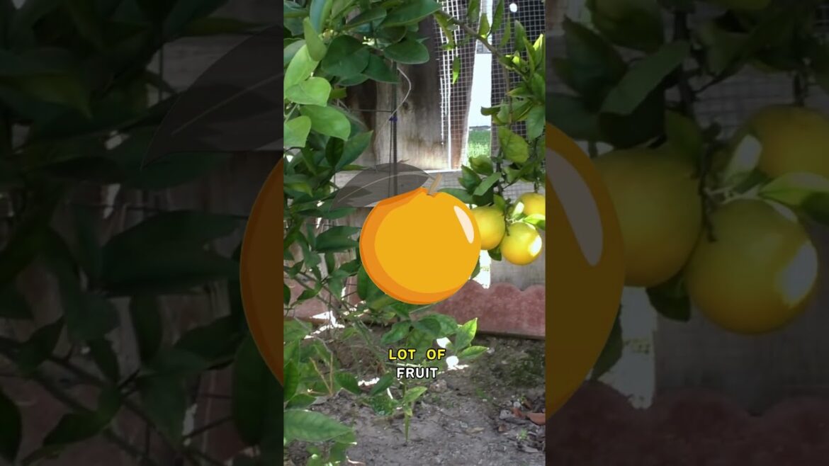 California Gardening: Washington Navel Orange: Growth Essentials! | #Shorts Washington Navel Orange: Growth Essentials! | #Shorts