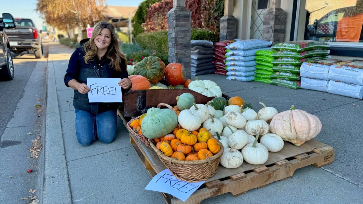 Garden Answer: Giving Away Pumpkins, Planting a Redwood From Alaska & Evergreens for the Dumpster Urns! 🌲🎃🌲 Giving Away Pumpkins, Planting a Redwood From Alaska & Evergreens for the Dumpster Urns! 🌲🎃🌲