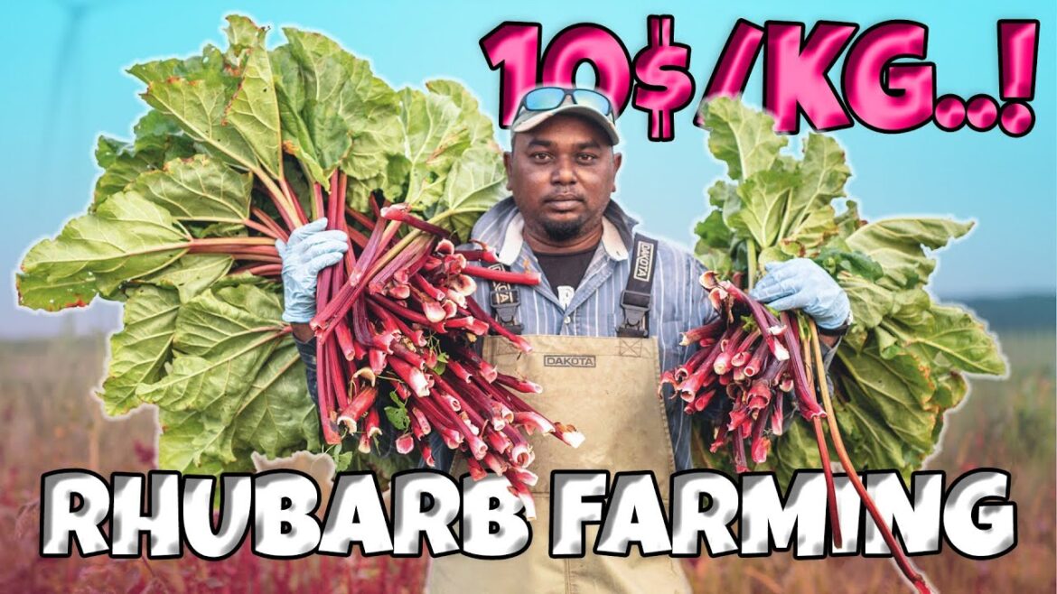Rhubarb Farming | Row to Grow Rhubarb from Seed Rhubarb Farming | Row to Grow Rhubarb from Seed