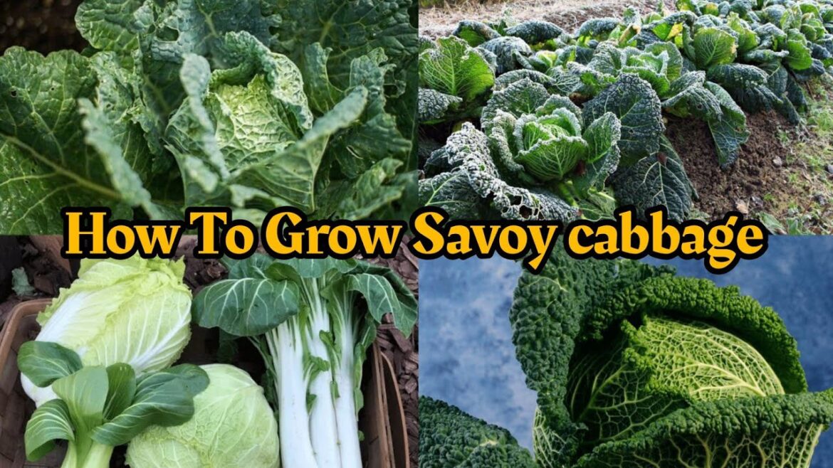 Growing Savoy cabbage from sowing to harvest  | Growing Cabbage at home| how to grow vegetables Growing Savoy cabbage from sowing to harvest  | Growing Cabbage at home| how to grow vegetables