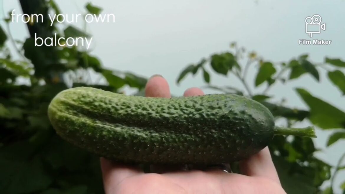 🥒How to Grow Cucumber in a balcony, container gardening @kati.makinen8