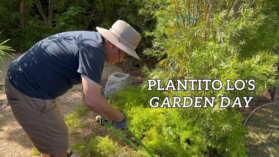 Weekend garden vlog #1 | Working on my Japanese style garden Weekend garden vlog #1 | Working on my Japanese style garden