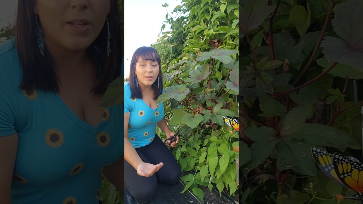 Red Burgundy Okra - One of the best okras for the home backyard gardener #garden #okra #gardentips