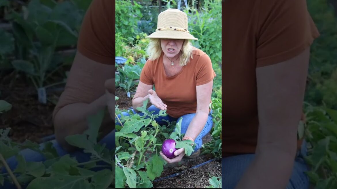How to Use Bountiful Eggplant - #eggplantrecipe  #fallgardening #garden #vegetablegardening