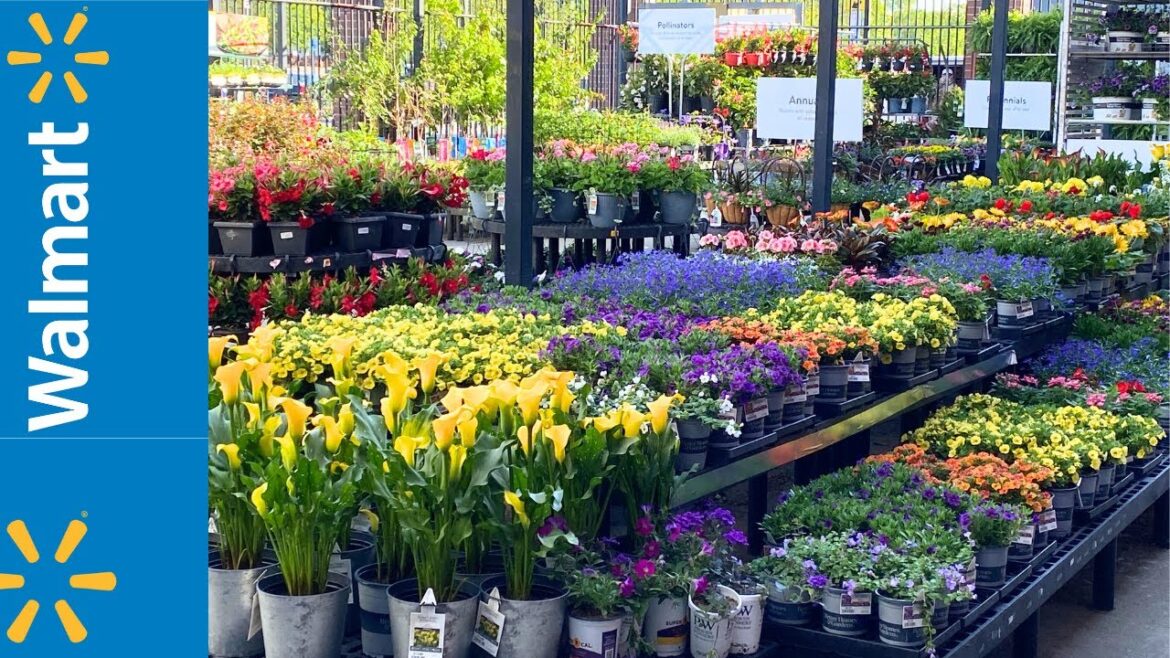 WALMART GARDEN (JAPANESE HOLLY  SUMMER CRUSH HYDRANGEA JAPANESE PRIVET CLEMATIS PHLOX TICKSEED)