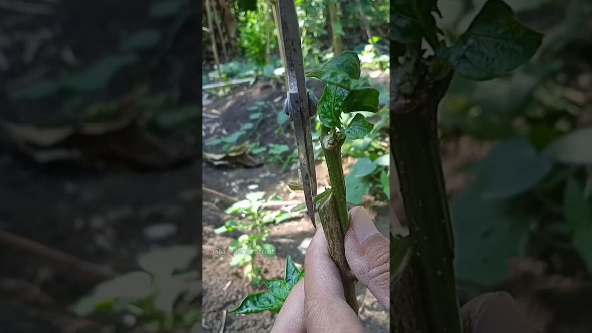 Fruit tree grafting & gardening tips EP04