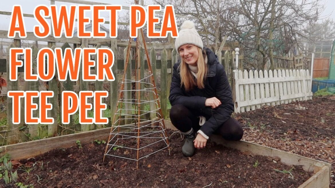 A SWEET PEA FLOWER TEE PEE / JANUARY 2023 / ALLOTMENT GARDENING A SWEET PEA FLOWER TEE PEE / JANUARY 2023 / ALLOTMENT GARDENING