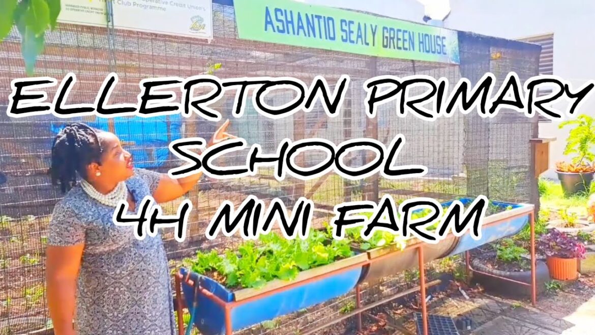 Ellerton Primary School 4H Mini Farm | #gardeningthroughthewindow
