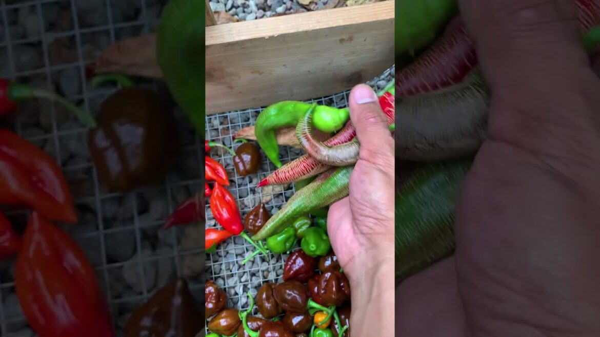Who knew that something as simple as a pepper could be so visually captivating? #natureisbeautiful
