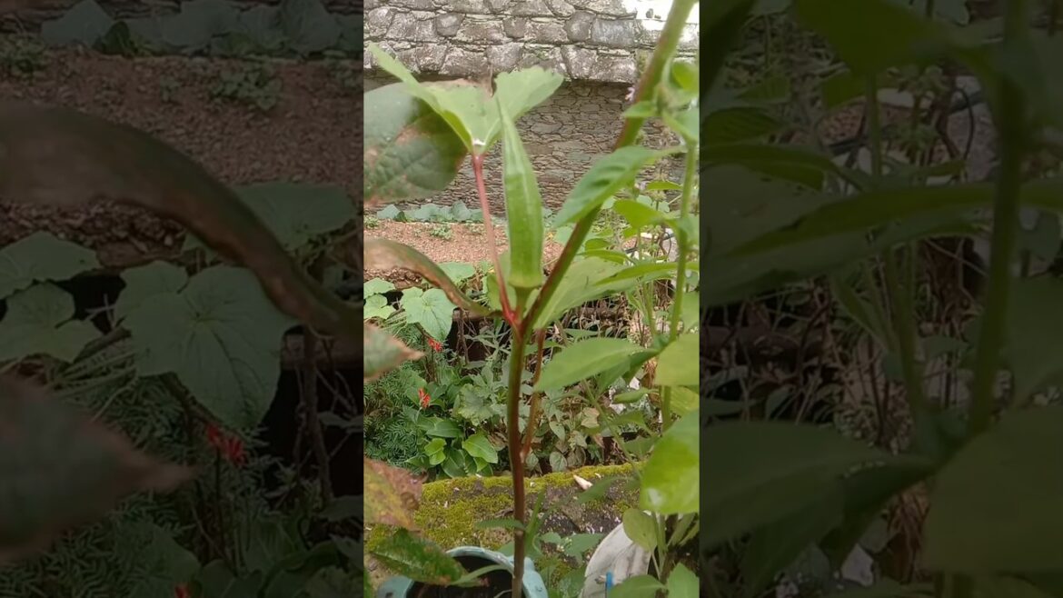 my vegetable garden tour,🤗|#shots #trending #kitchen #gardening #nature my vegetable garden tour,🤗|#shots #trending #kitchen #gardening #nature