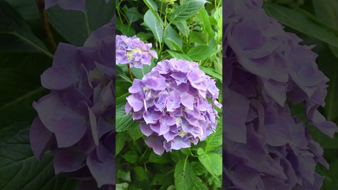 Mophead Hydrangea Synopsis  #sciencefacts #gardening #flowers Mophead Hydrangea Synopsis  #sciencefacts #gardening #flowers