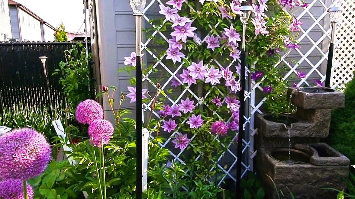 Garden Tour | Zone 5A Canada Small Backyard Garden | Clematis and Alliums #garden #gardentour
