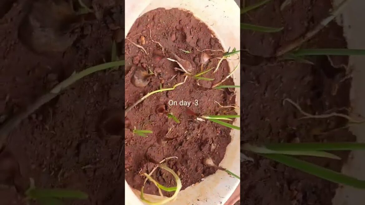 Growing spring onion 🧅😋👌#shorts #viral #shortsfeed #youtubeshorts #reels #viralvideo  #ytshorts #yt
