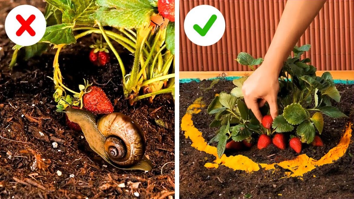 Genius Ways to Grow And Protect Your Plants