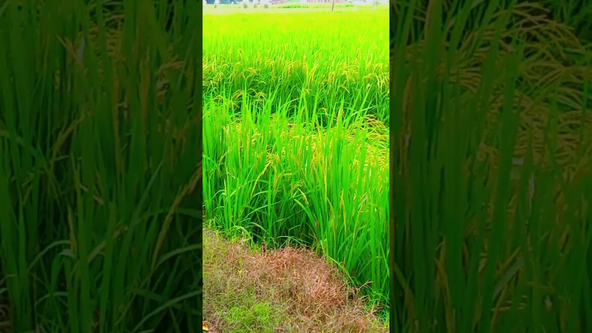 #trending #viralreels #nature #youtube #reelitfeelit #vlog #village #reels #gardendesign #trending #viralreels #nature #youtube #reelitfeelit #vlog #village #reels #gardendesign