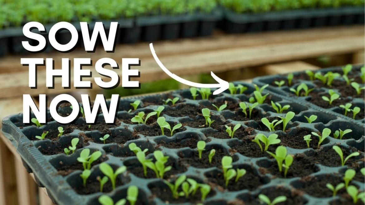 Edible plants to sow and grow in Autumn - Herb, Allotment and Vegetable Gardening For Beginners UK